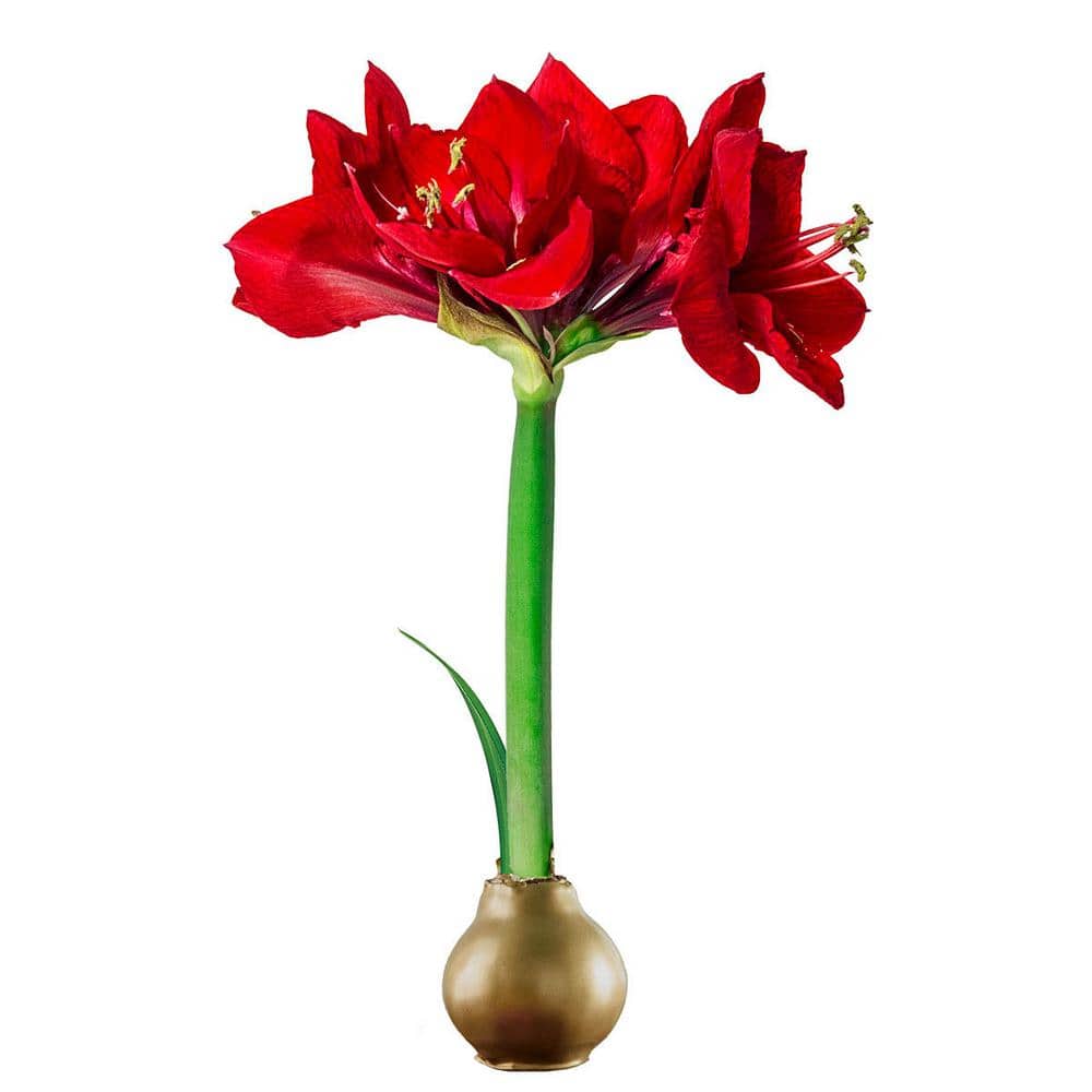 Breck's 4 in. Bulb Gold Waxed Amaryllis Dormant Red Flowering (1Pack