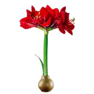4 in. Bulb Gold Waxed Amaryllis Dormant Red Flowering (1-Pack)