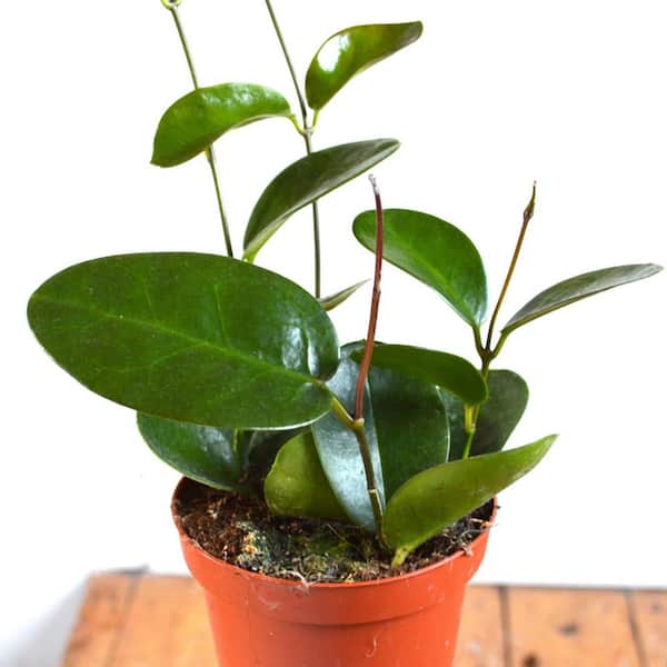 Wekiva Foliage Hoya Australis-Live Plant in a 2 in. Pot-Beautiful Vining Indoor Houseplants Straight from The Nursery