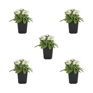 1.5 Pt. Leucanthemum Shasta Daisy 'Carpet Angel Daisy' White Perennial Plant (5-Pack)