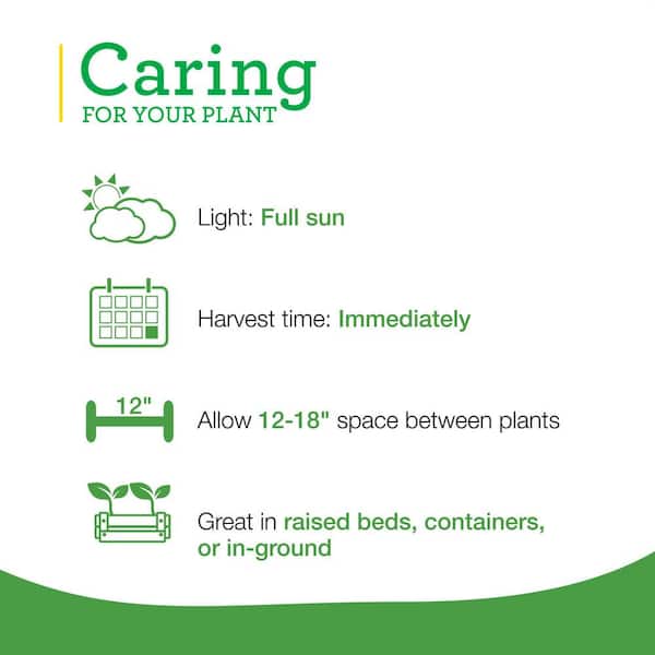 19 oz. Lavender, Live Plant, 2-Pack