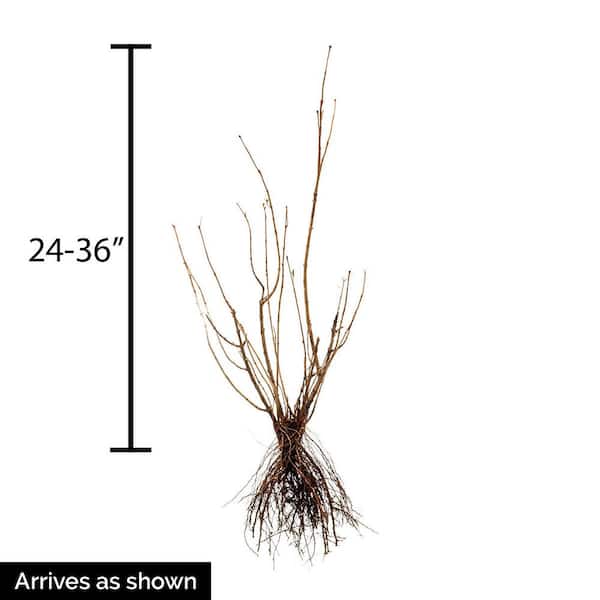 Red Twig 2 ft. to 3 ft. Tall Dogwood (Cornus) Live Bareroot Deciduous Shrub (1-Pack)