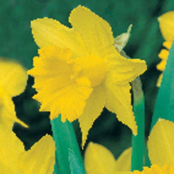 Unbranded Daffodil King Alfred Type Dormant Bulbs (80-Pack)