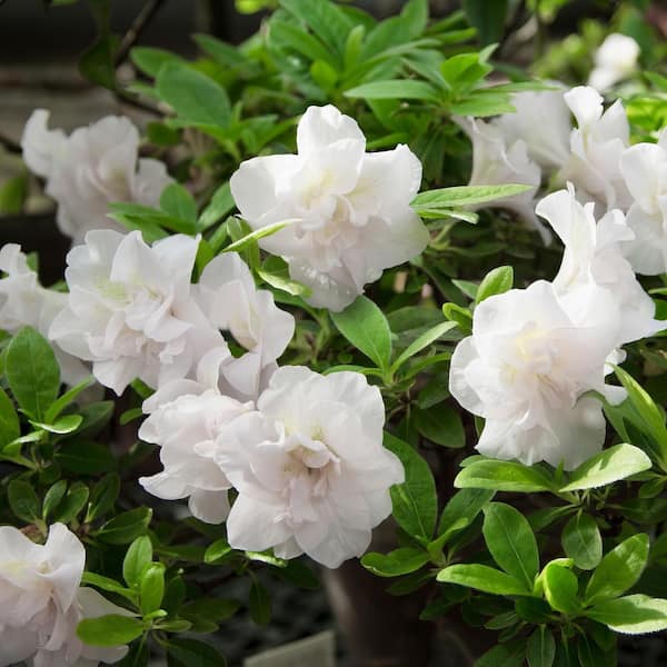 national PLANT NETWORK 2.5 qt. Azalea Hardy Gardenia Flowering Shrub with White Blooms