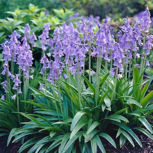 8/10 cm, Blue Wood Hyacinth Flower Bulbs (Bag of 50)