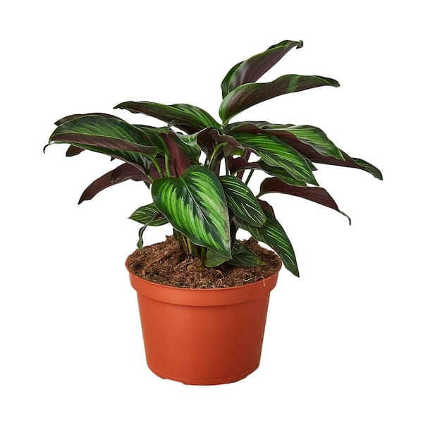 Unbranded Beauty Star Calathea Plant in 6 Plant in. Grower Pot