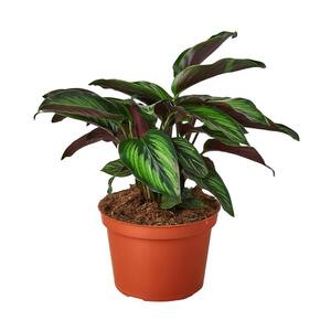 Beauty Star Calathea Plant in 6 Plant in. Grower Pot