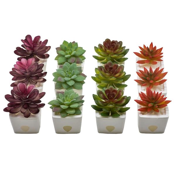ZendoZones Fruit Fly Traps, 12 Assorted Fruit Fly Traps with White Base