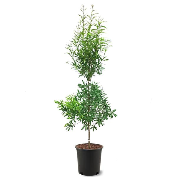 Unbranded Willow Oak Deciduous Shade Tree