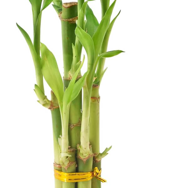 Lucky Bamboo Stalks in 'round Glass Vase' River Rock Lucky Green Inc 