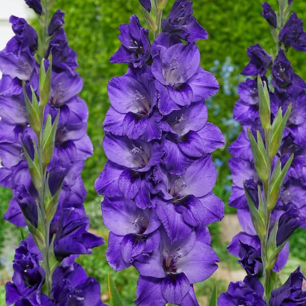 VAN ZYVERDEN Van Zyverden Gladiolus Large Flowering Cookie Set of 12 Bulbs