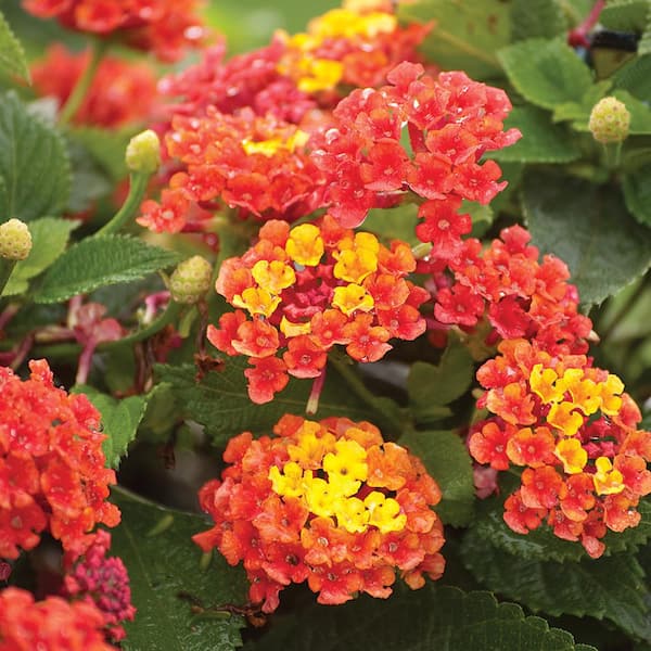 2 QT Lantana 'Bandana Mango' Annual Plant