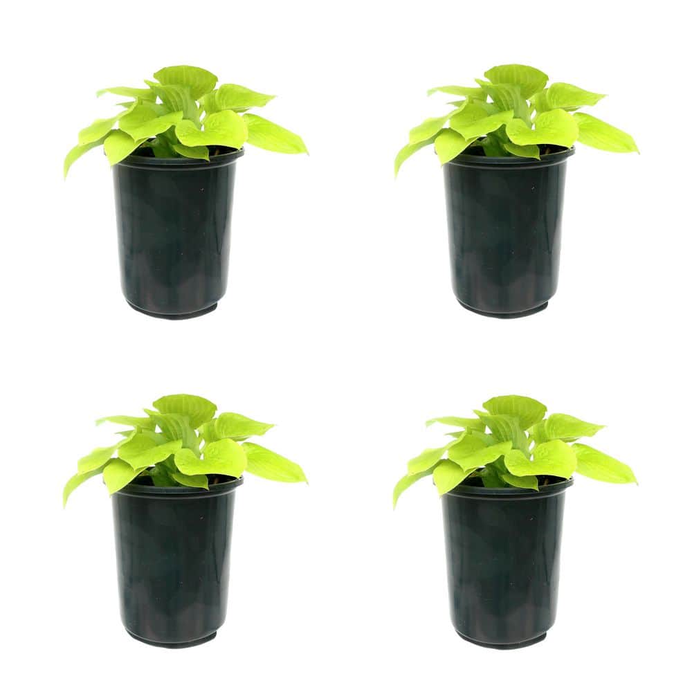 Perennial Hosta Glad Tidings 2.5 qt. (4-Pack)
