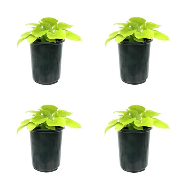 Unbranded Perennial Hosta Glad Tidings 2.5 qt. (4-Pack)