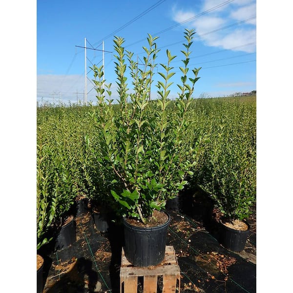 Green Promise Farms 3 Gal. California Privet, Live Plant with Fragrant White Flowers, Zone 5-8 (1-Pack)