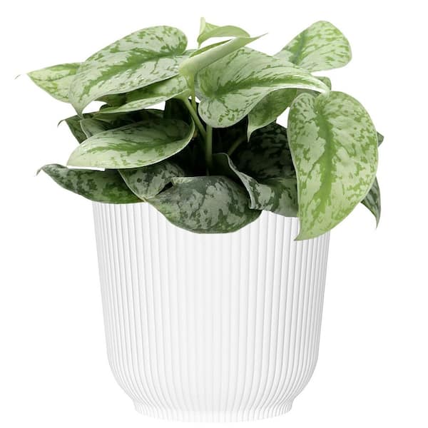 6 in. Silver Satin Pothos Scindapsus pictus Live Indoor Plant in White Decor Pot