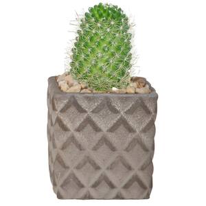 Cactus Indoor Plant in 2.5 in. Two-Tone Ceramic Planter, Avg. Shipping Height 3 in. Tall