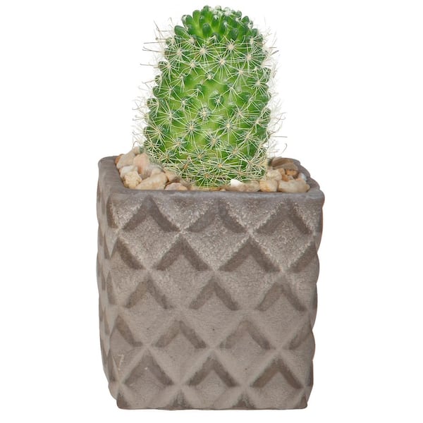 Costa Farms Cactus Indoor Plant in 2.5 in. Two-Tone Ceramic Planter, Avg. Shipping Height 3 in. Tall