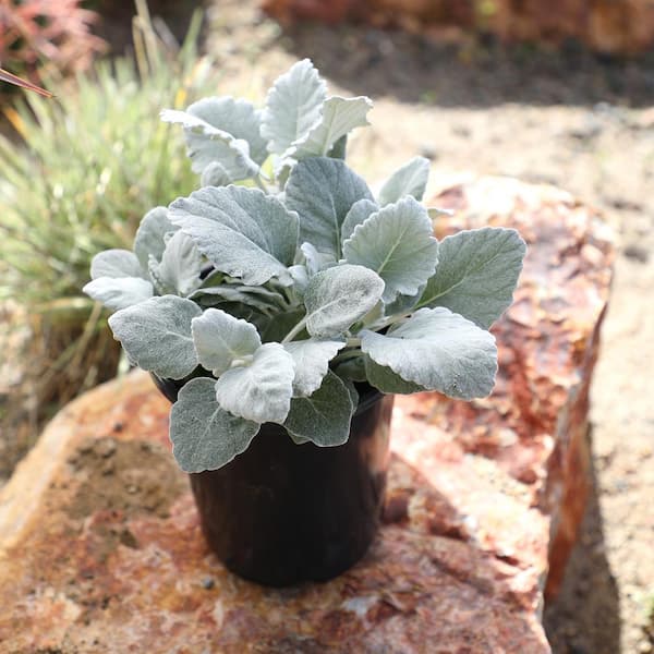 ALTMAN PLANTS Dusty Miller Silvery-Grey Outdoor Foliage Garden Annual Plant  in 2.5 qt. Grower Pot 0872866 - The Home Depot