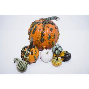 Real Assorted Pumpkin and Gourd Warted Goblin Collection Box (Set of 7)
