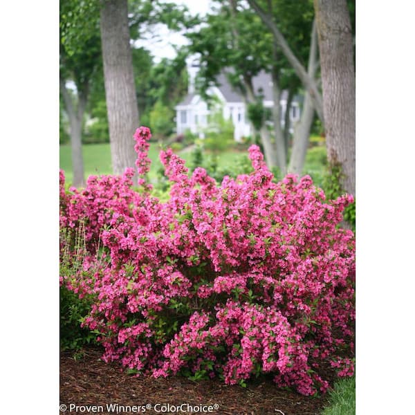 PROVEN WINNERS 4.5 in. qt. Sonic Bloom Pink Reblooming Weigela (Florida) Live Shrub, Pink Flowers