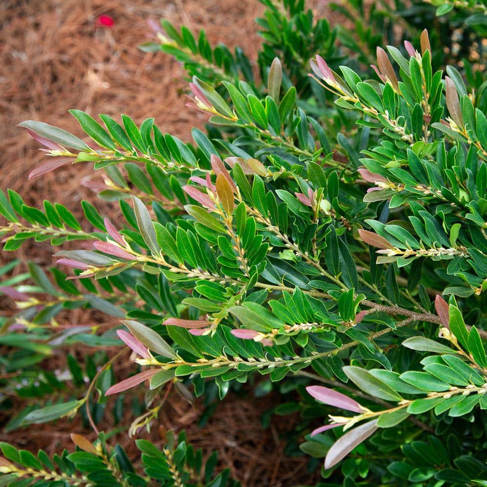 2 Gallon Bronze Distylium Evergreen Shrub for Sun or Shade