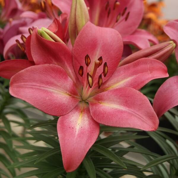 national PLANT NETWORK Lilies Summer Sky LA Hybrid Lilies