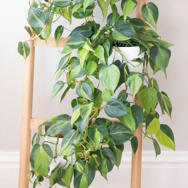 ligustrum hedge Ligustrum japonicum – Nurseries Caroliniana