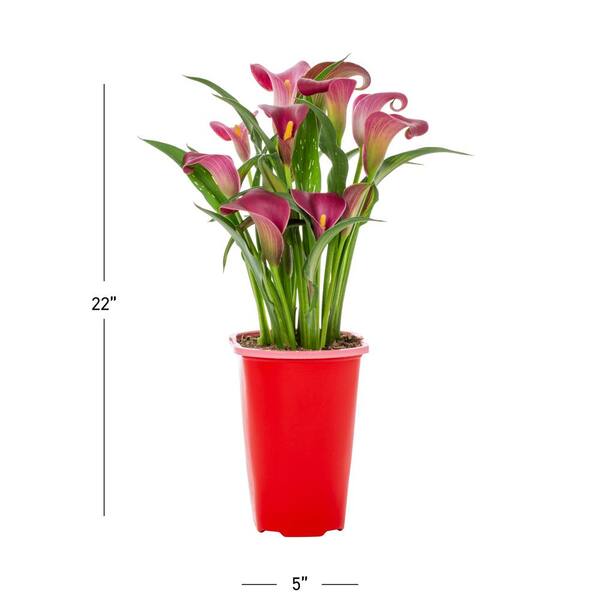 METROLINA GREENHOUSES 2 Qt. Red Calla Lily Zantedeschia Hybrid