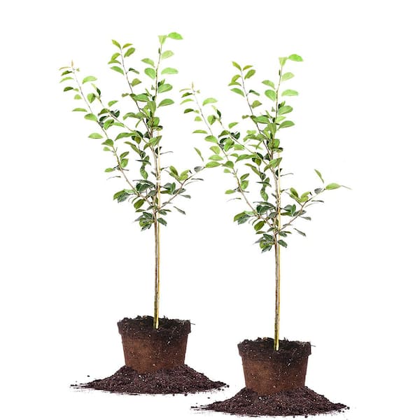 Perfect Plants 5 Gal Pineapple Pear Tree 2 Pack Thd00206 The Home