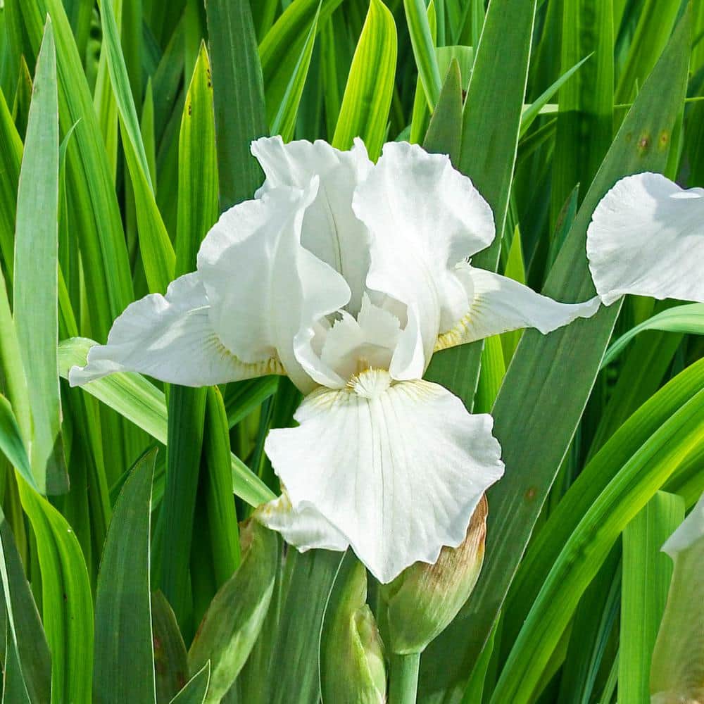 Breck's Low Ho Silver Dwarf Bearded Iris Silvery-White Live Bareroot  Flowering Perennial Plant (1-Pack) 74833 - The Home Depot
