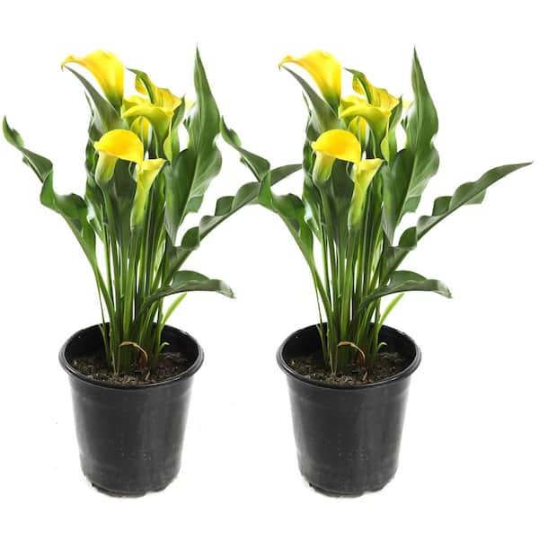 house plant food The Old Farmer's Almanac Houseplant & Flower Plant Food Spikes (12 Mini Spikes) main image 0