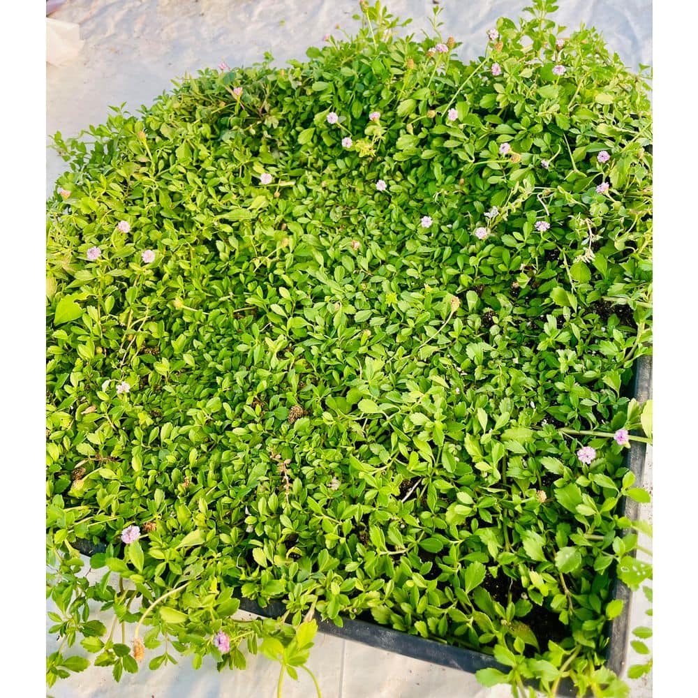 Phyla Canescens with Purple Flowers, Pet-Safe Drought Resistance Rabbit Resistance Indoor Outdoor Succulent Plants price history on PriceWatchPro