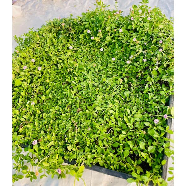 Phyla Canescens with Purple Flowers, Pet-Safe Drought Resistance Rabbit Resistance Indoor Outdoor Succulent Plants