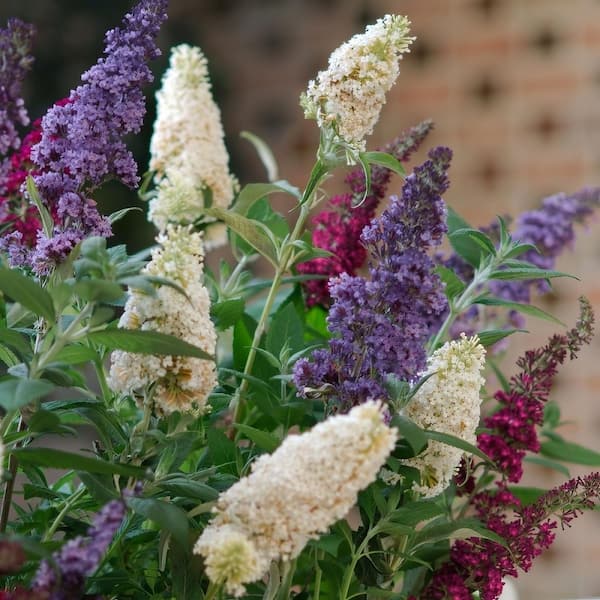 national PLANT NETWORK 4 in. Triple Treat Butterfly Bush Shrub