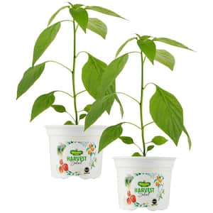 25 oz. Early Flame Jalapeno Hot Pepper Plant (2-Pack)