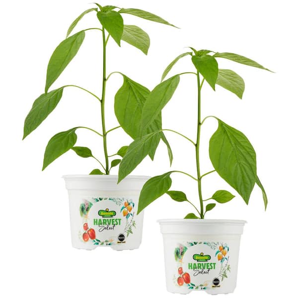 BONNIE PLANTS HARVEST SELECT 25 oz. Early Flame Jalapeno Hot Pepper Plant (2-Pack)