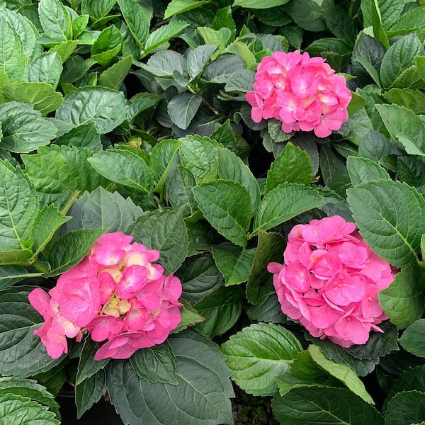 1 Gal. Charm Hydrangea(Macrophylla) Live Deciduous Shrub, Rose-Pink or Blue Blooms