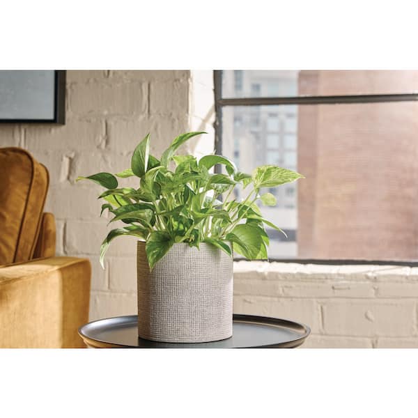 6 in. Evangeline Concrete Gray Ceramic Planter (6 in. D x 6 in. H)