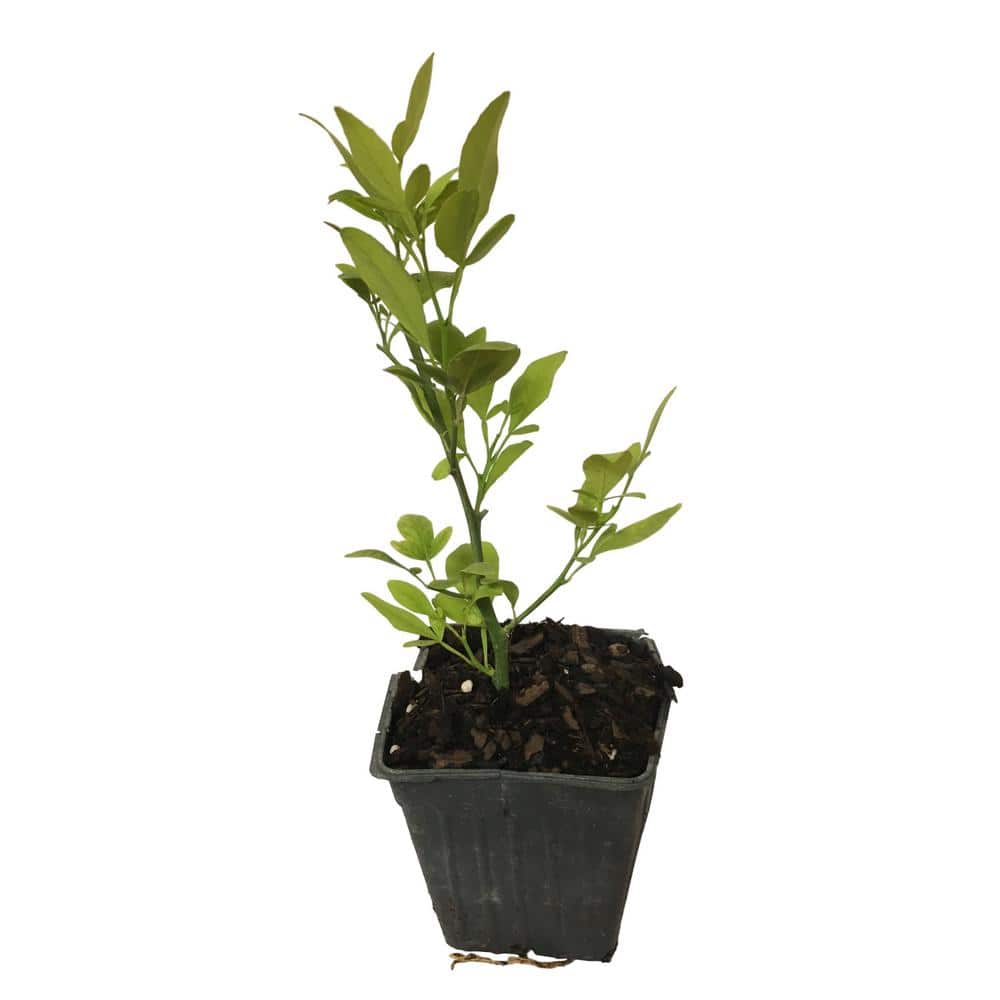 4 in. Pot Lemon Tree Plant