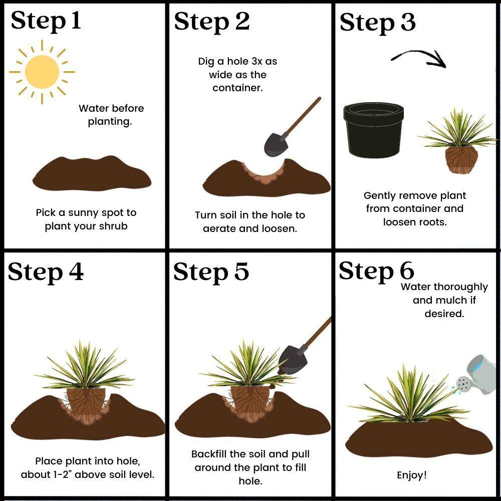 Creamy White and Dark Green Yucca 'Color Guard' 2.25 Gallon Evergreen Shrub
