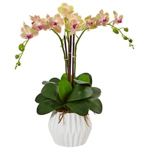 Indoor Phalaenopsis Orchid Silk Arrangement in White Vase