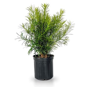 2.5 gal. Maki Podocarpus Macrophyllus Upright Evergreen Privacy Shrub