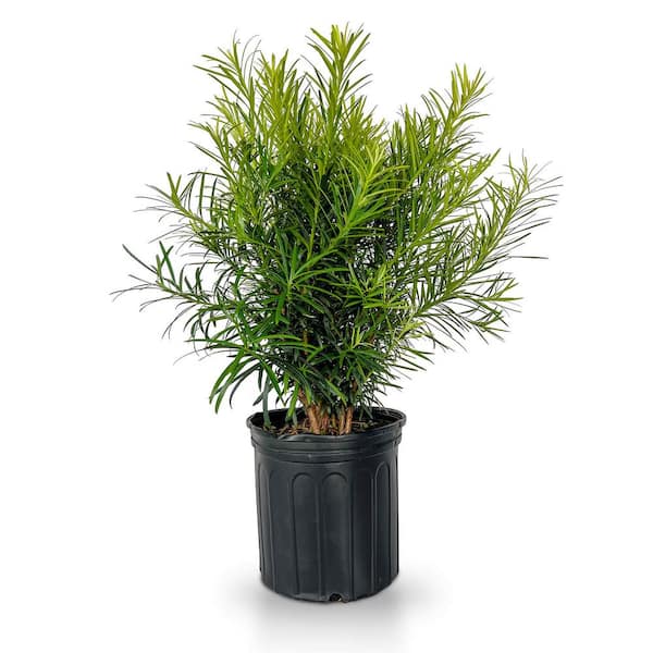 FLOWERWOOD 2.5 gal. Maki Podocarpus Macrophyllus Upright Evergreen Privacy Shrub
