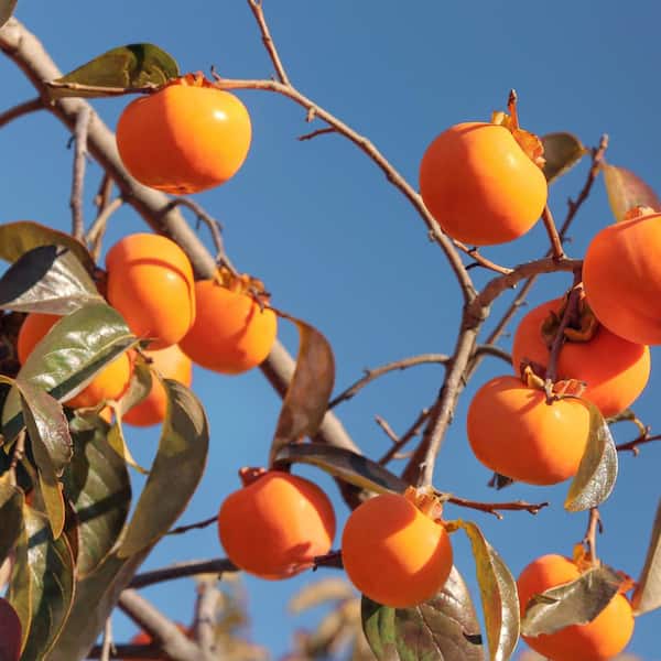 national PLANT NETWORK 2.25 Gal. Deciduous Native Persimmon Tree
