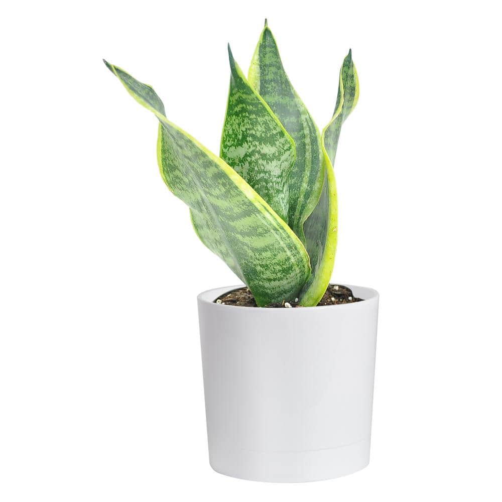 Costa Farms Grower's Choice Sansevieria Indoor Snake Plant in 4 in ...