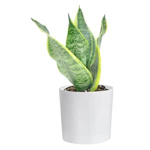 Grower's Choice Sansevieria Indoor Snake Plant in 4 in. White Cylinder Pot, Avg. Shipping Height 8 in. Tall