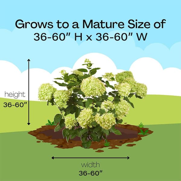 PROVEN WINNERS 2 Gal. Little Lime Hydrangea Plant with Green to