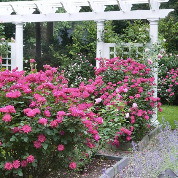 national PLANT NETWORK Bare Root Knockout Double Pink Rose