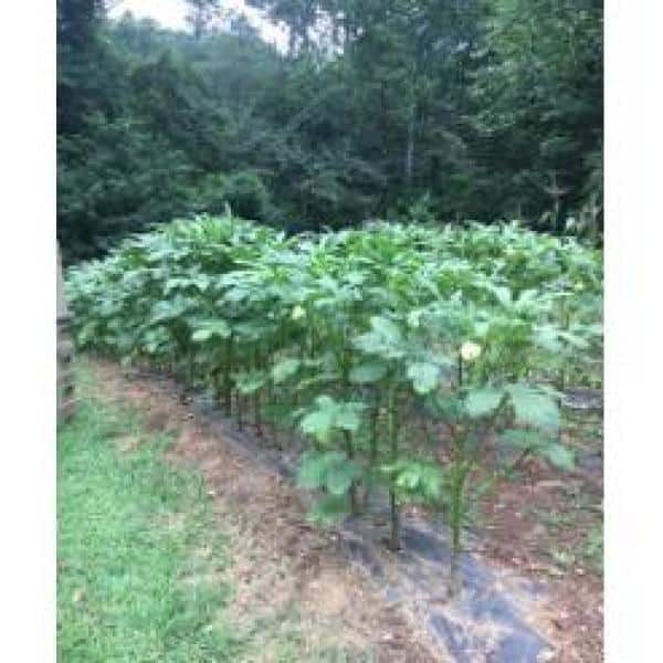 1.5 cu.ft. (38.5 Qts) Organic Garden Soil 1.5 cu.ft. (38.5 Qts) Organic Garden Soil